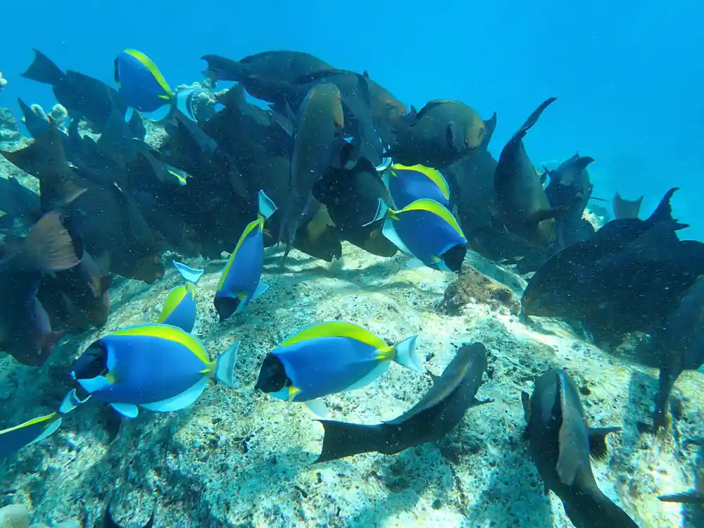 Blue tropical fish schooling over coral reef and sand