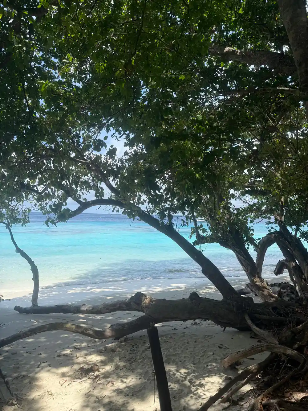 Curved tree branch framing turquoise ocean and sandy beach