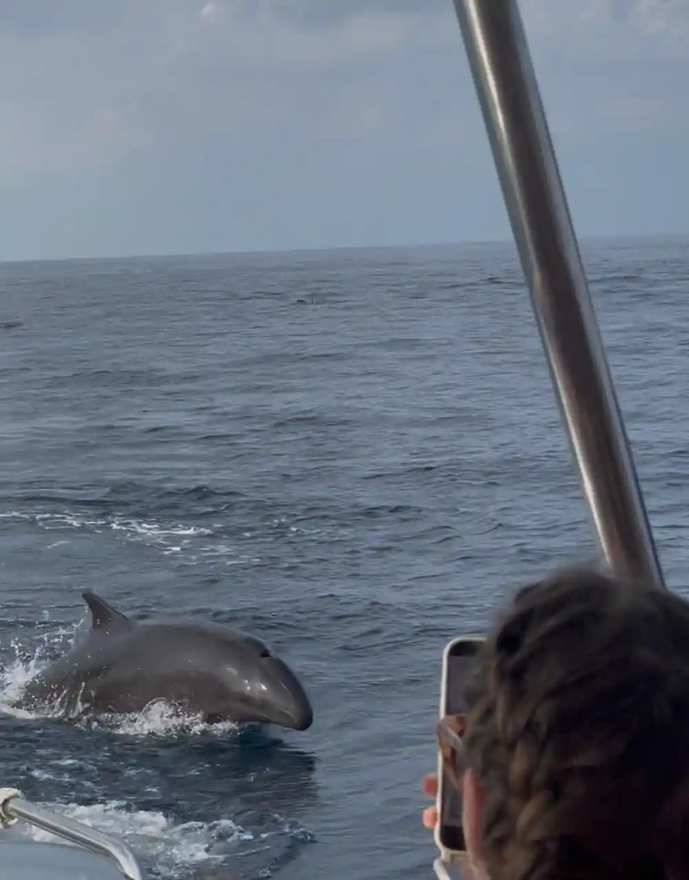 Dolphin jumping in blue ocean near boat with person
