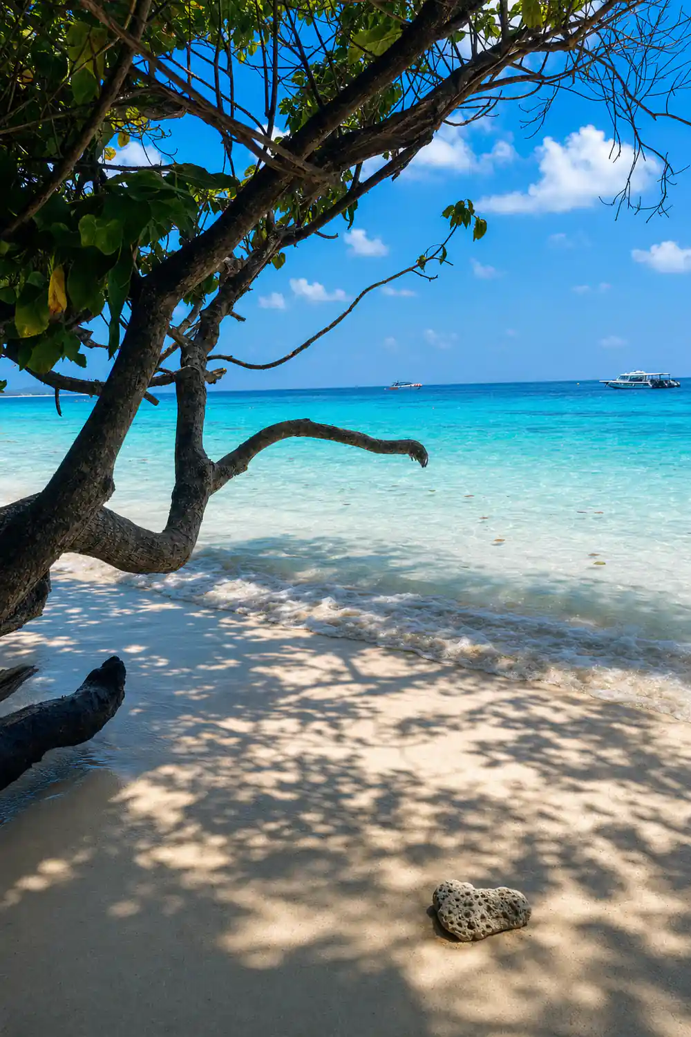 Gnarled tree branch extending over turquoise shallow water