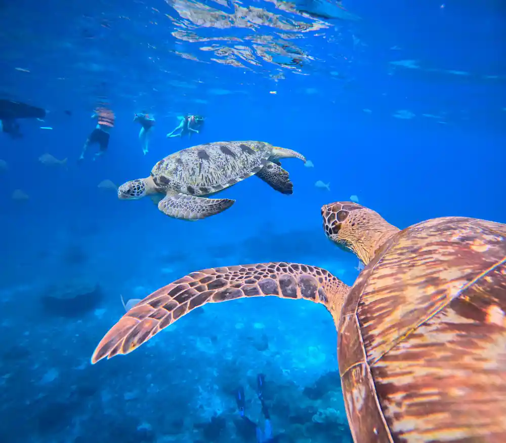 Multiple sea turtles swimming with snorkelers underwater