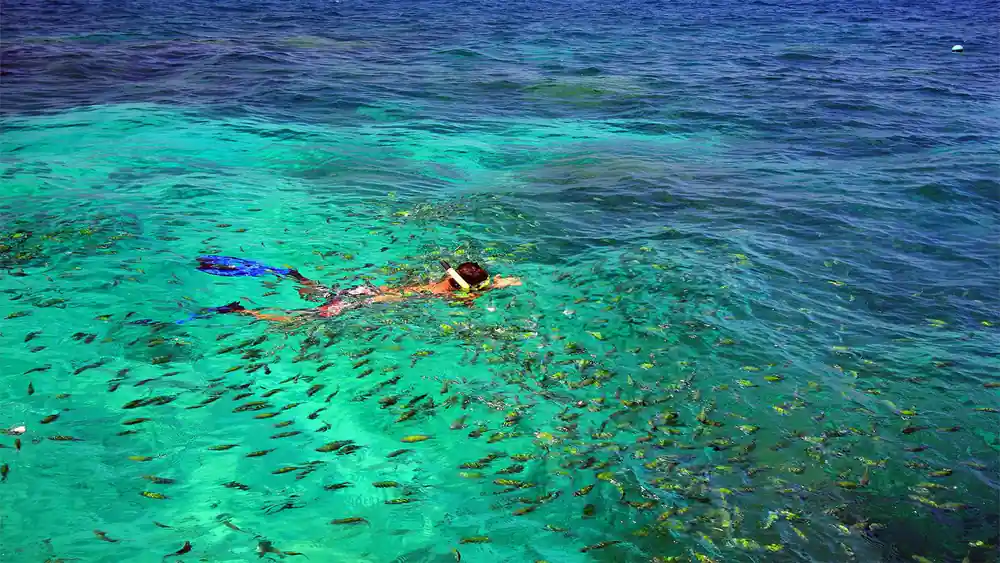 Person snorkeling in shallow turquoise water with fish