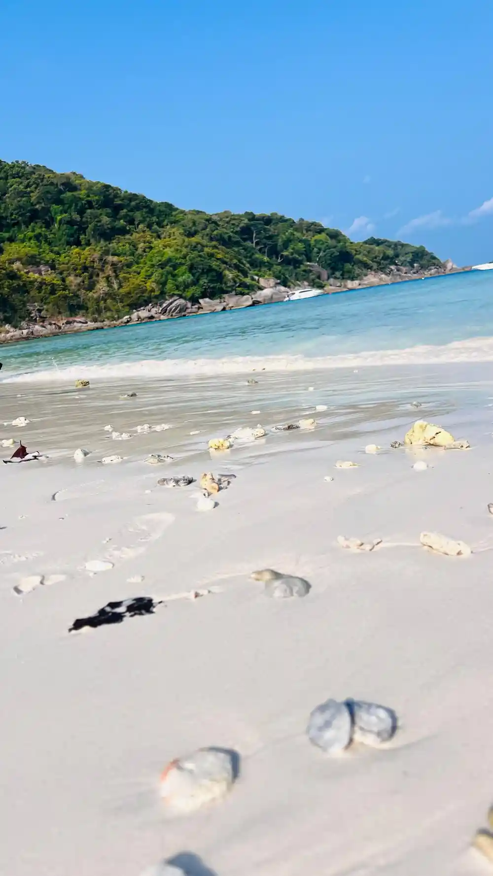 Sandy beach with scattered seaweed and forested hillside