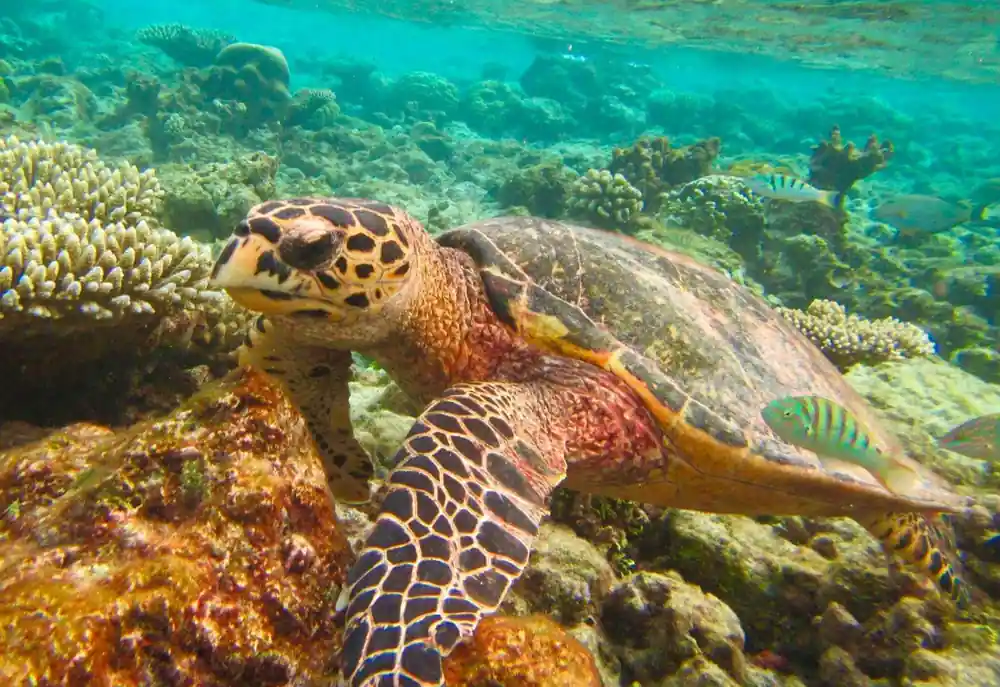 Sea turtle swimming over coral reef in clear water