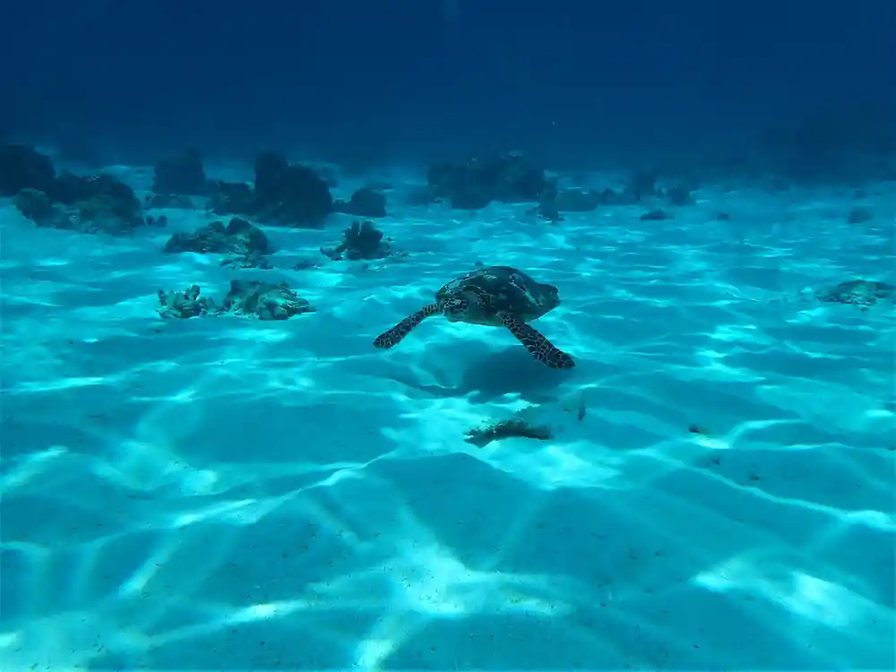 Sea turtle swimming over sandy seabed in turquoise water