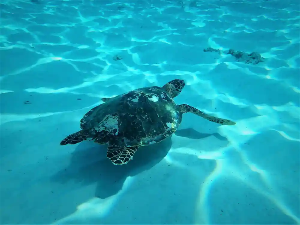Sea turtle swimming in shallow clear turquoise water