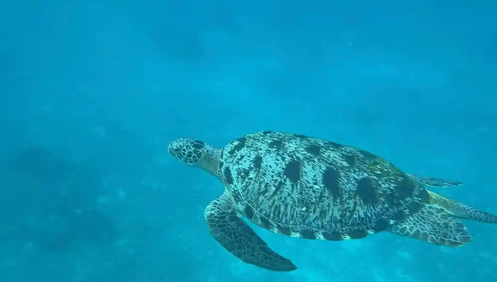 Sea turtle swimming underwater in clear turquoise water