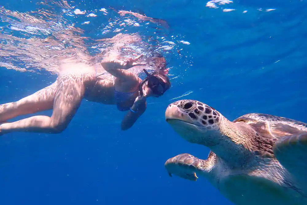 Snorkeler swimming with sea turtle in clear blue water