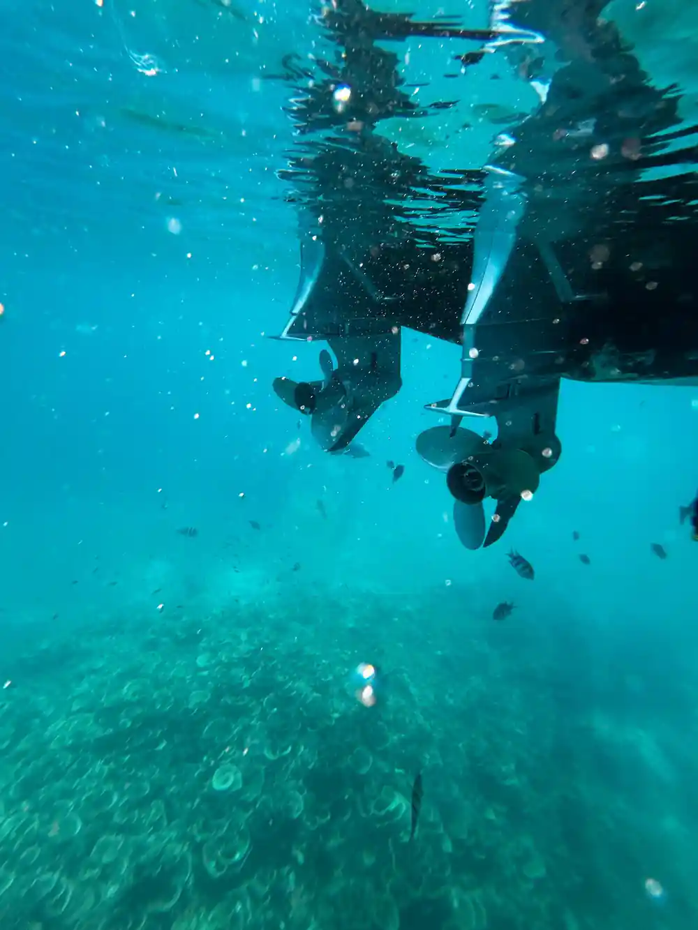 Snorkelers underwater in clear turquoise water with fish