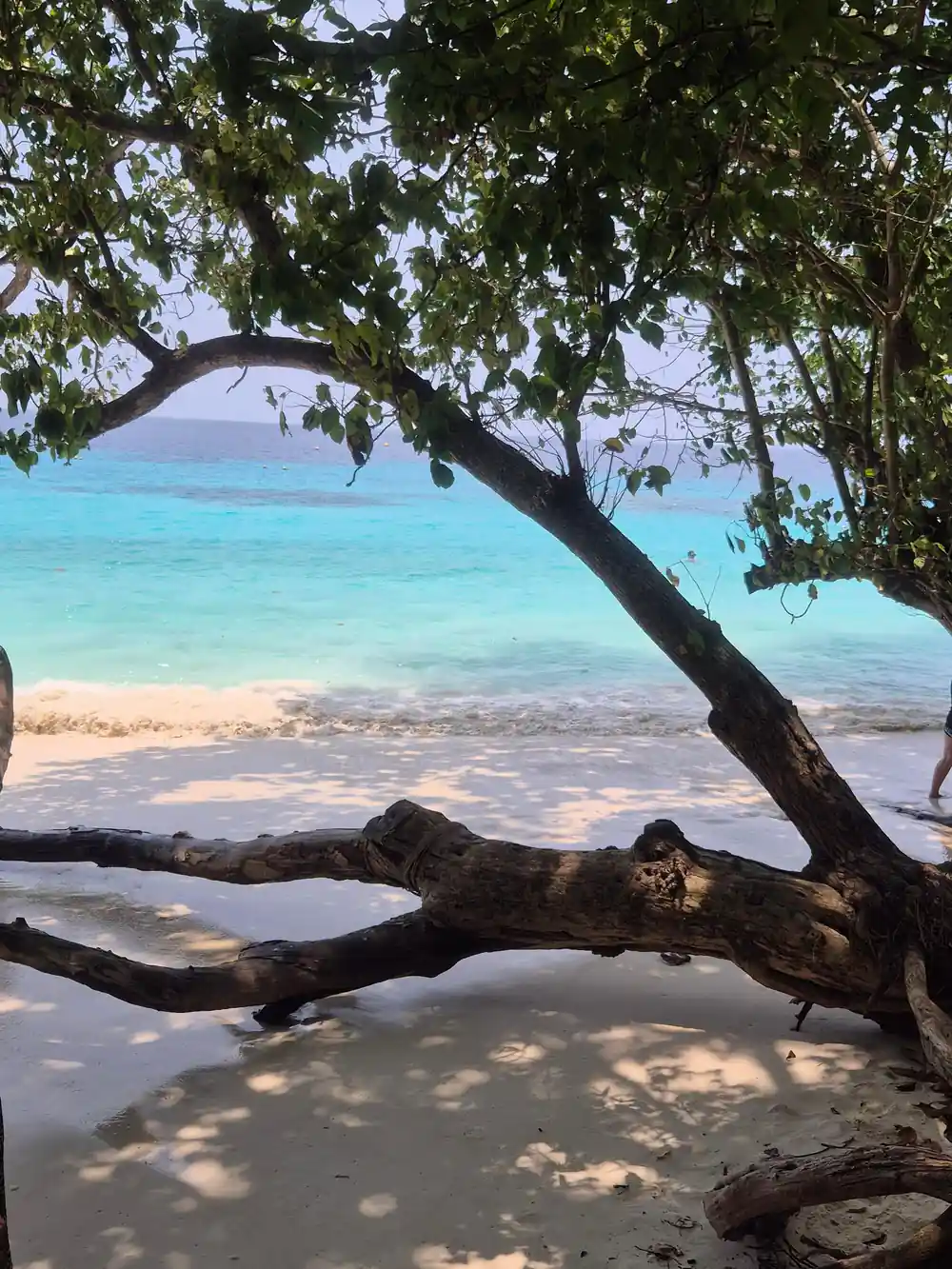 Wooden branch leaning over white beach and blue ocean